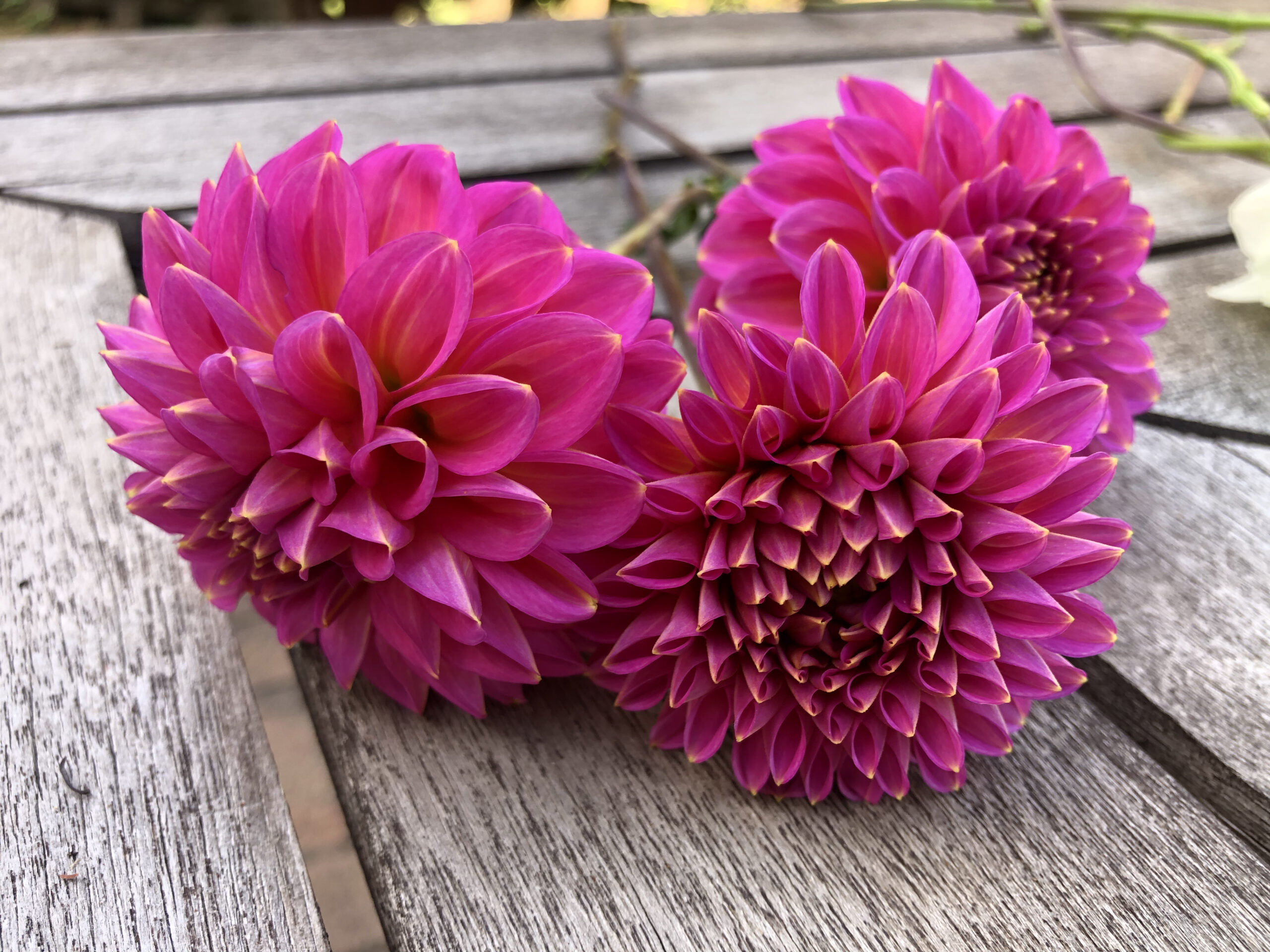 From Florelie Jeanette Dahlia From Florelie Jeanette Dahlia