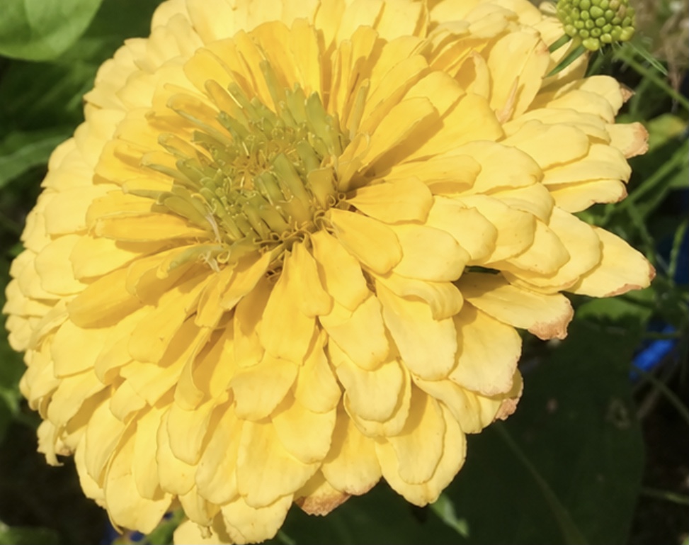 Zinnia Yellow (free Lavender Hyssop) Zinnia Yellow (free Lavender Hyssop) - Image 2