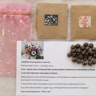 Home 40 Anemone Corm