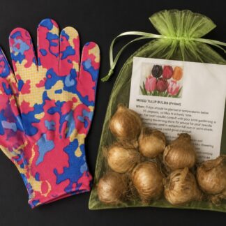 Home 7 Mixed Tulip Bulb & Gypsum Gift Pack
