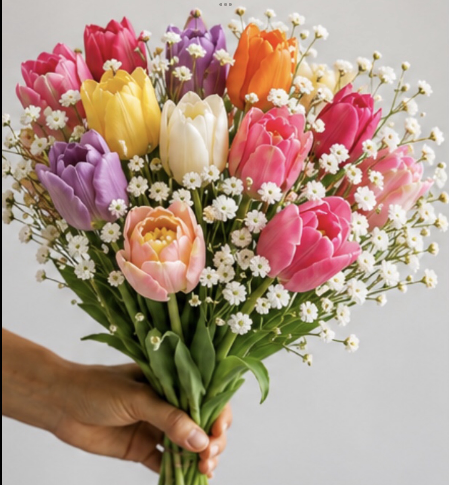 7 Mixed Tulip Bulb & Gypsum Gift Pack 7 Mixed Tulip Bulb & Gypsum Gift Pack - Image 3