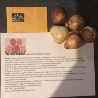 Home 5 Frilled Tulip Bulbs + Gypsum Gift Pack