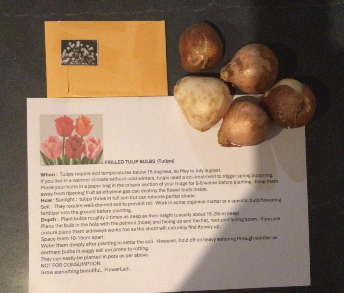 5 Frilled Tulip Bulbs + Gypsum Gift Pack 5 Frilled Tulip Bulbs + Gypsum Gift Pack