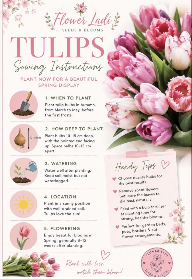 7 Mixed Tulip Bulb & Gypsum Gift Pack 7 Mixed Tulip Bulb & Gypsum Gift Pack - Image 4