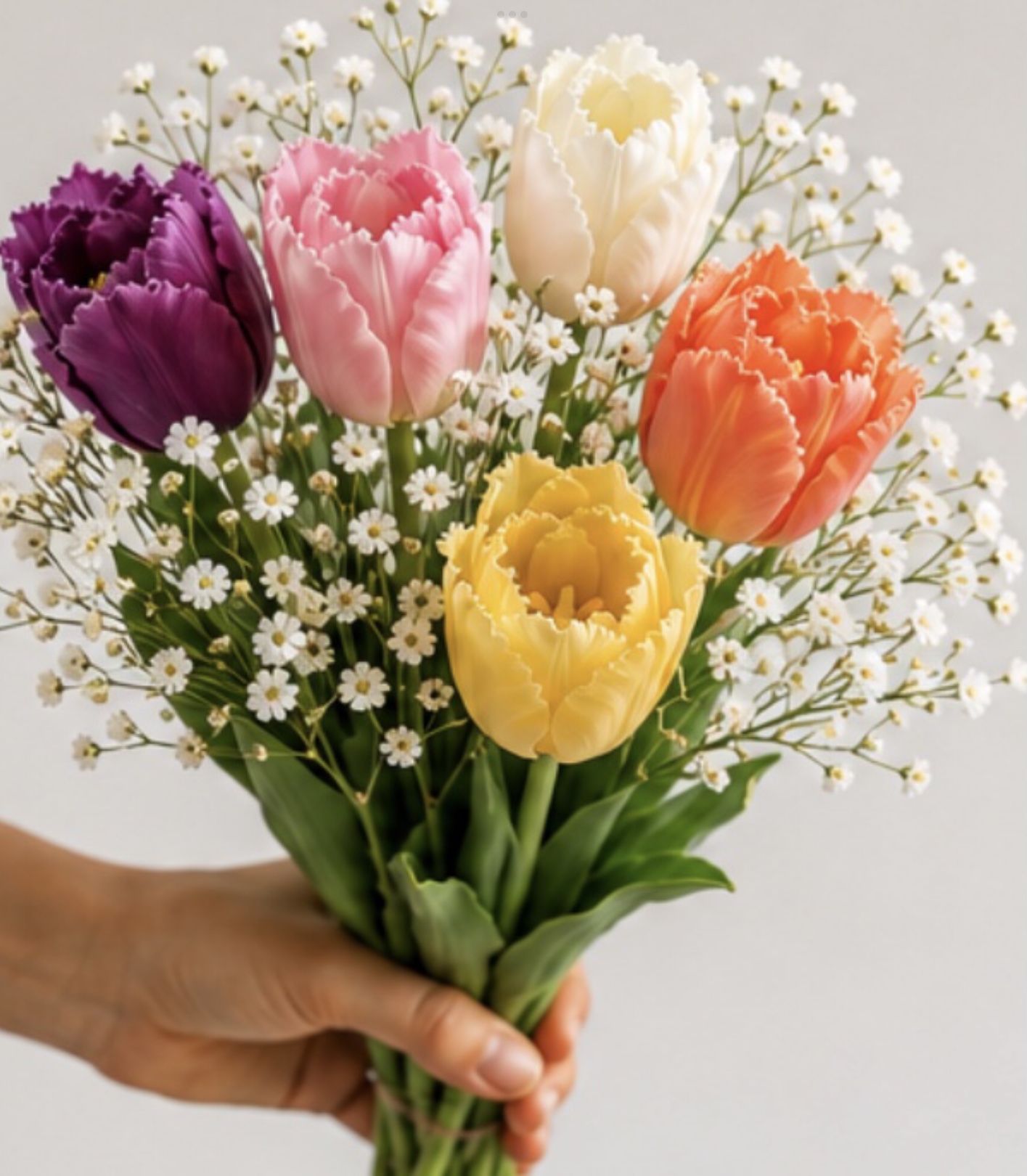 5 Frilled Tulip Bulbs + Gypsum Gift Pack 5 Frilled Tulip Bulbs + Gypsum Gift Pack - Image 2