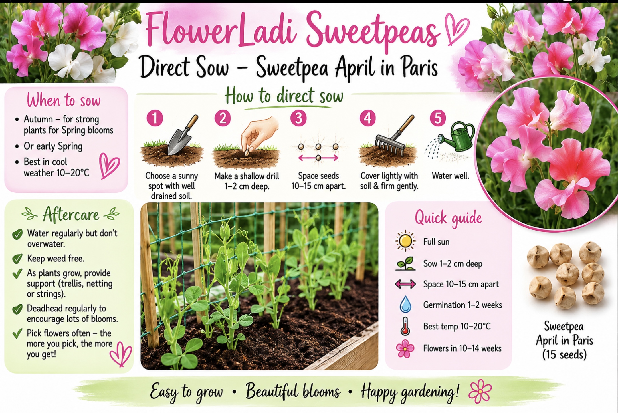 Sweatpea April In Paris (free Forget Celosia) Sweatpea April In Paris (free Forget Celosia) - Image 3
