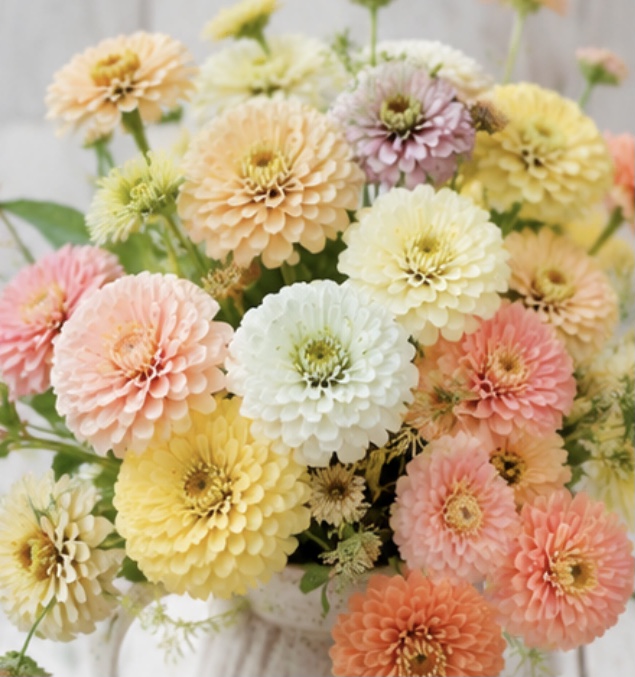 Peaches N Cream Zinnia Mix Peaches N Cream Zinnia Mix - Image 3