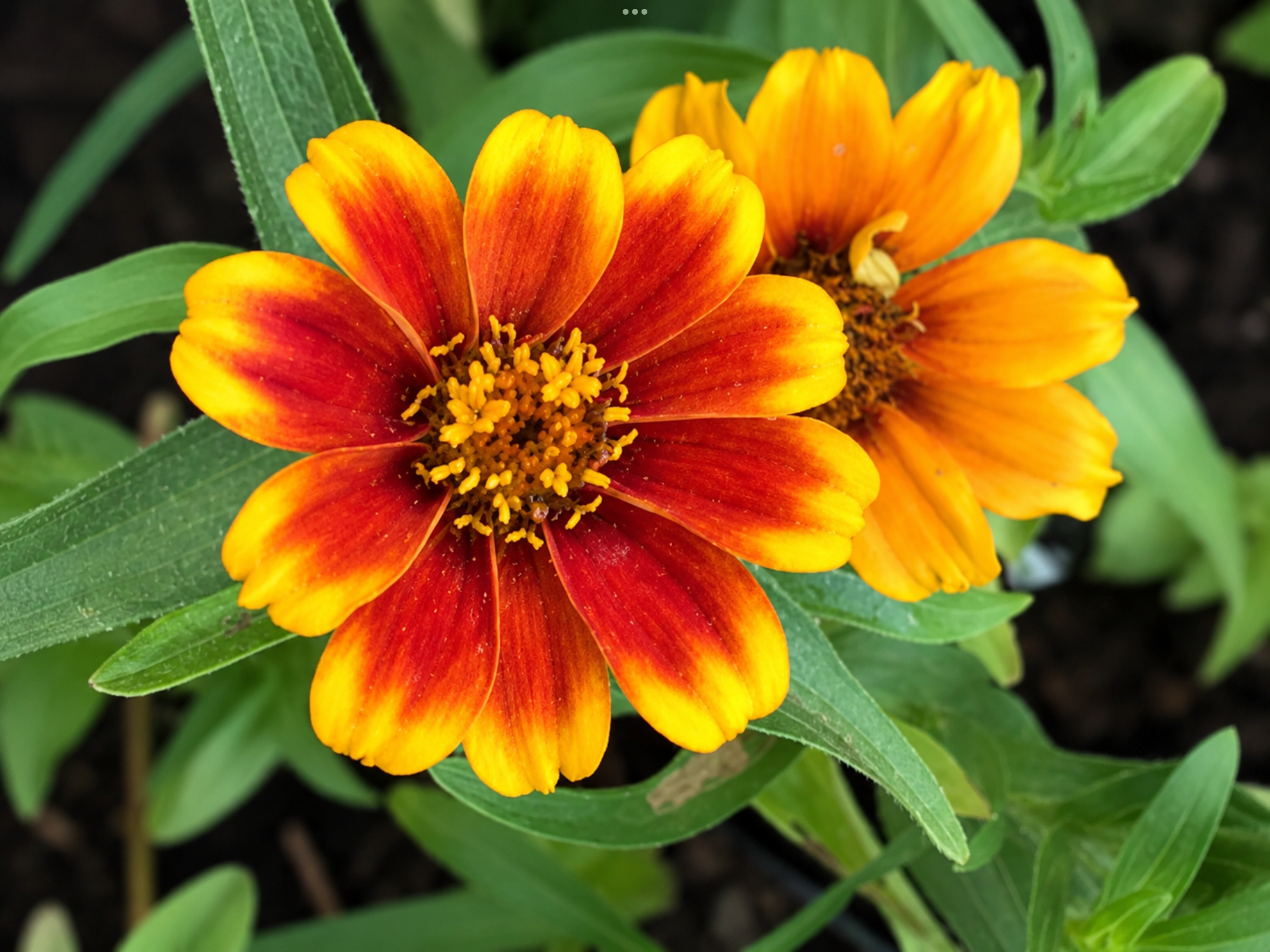 Persian Zinnia (free Hyssop) Persian Zinnia (free Hyssop) - Image 5