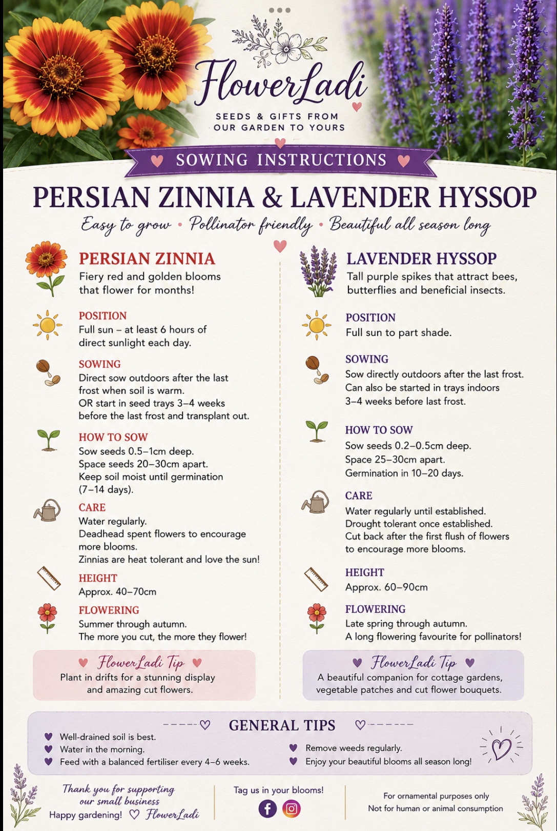 Persian Zinnia (free Hyssop) Persian Zinnia (free Hyssop) - Image 4