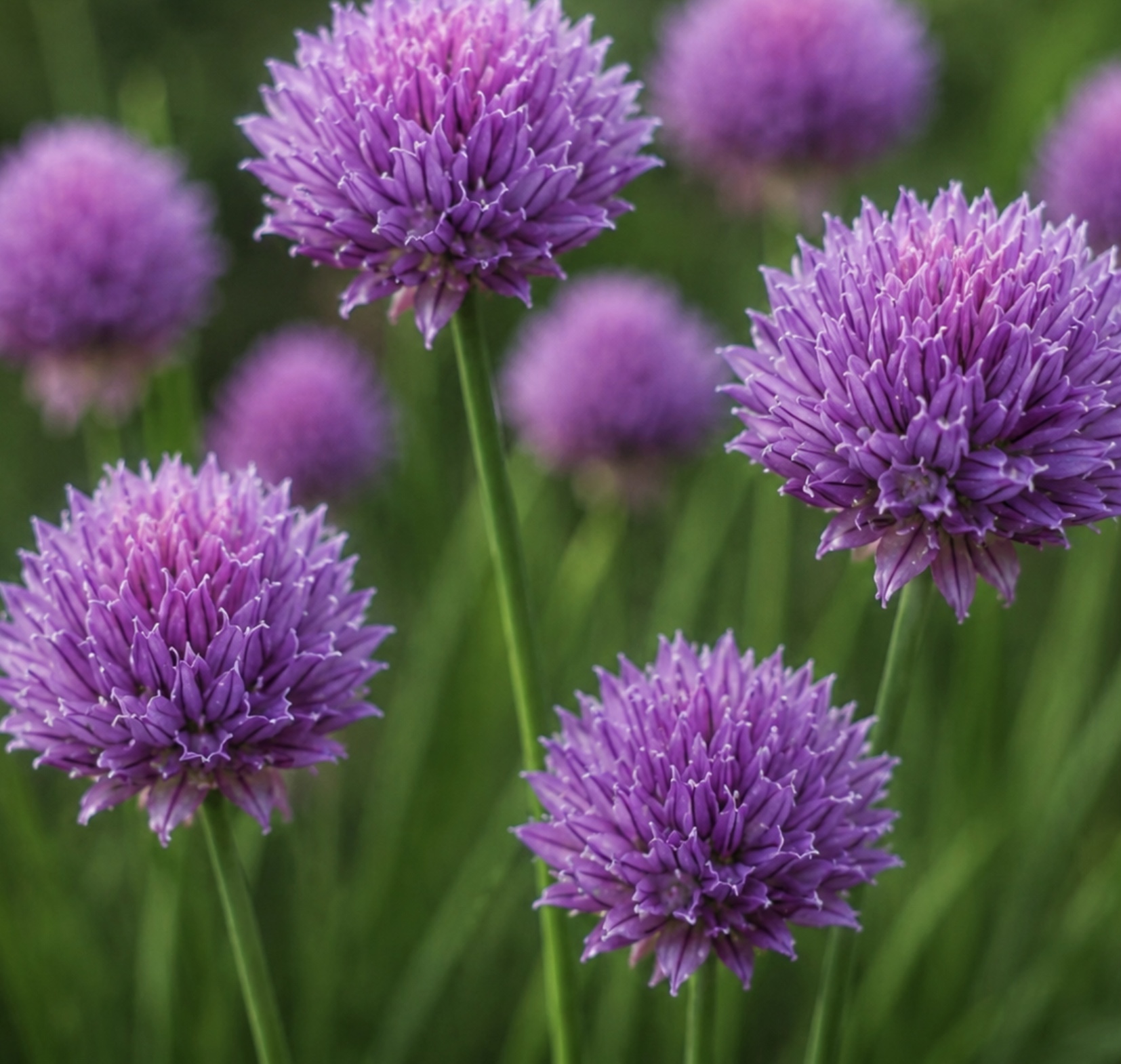 Cornflower Mauve Ball Cornflower Mauve Ball - Image 3