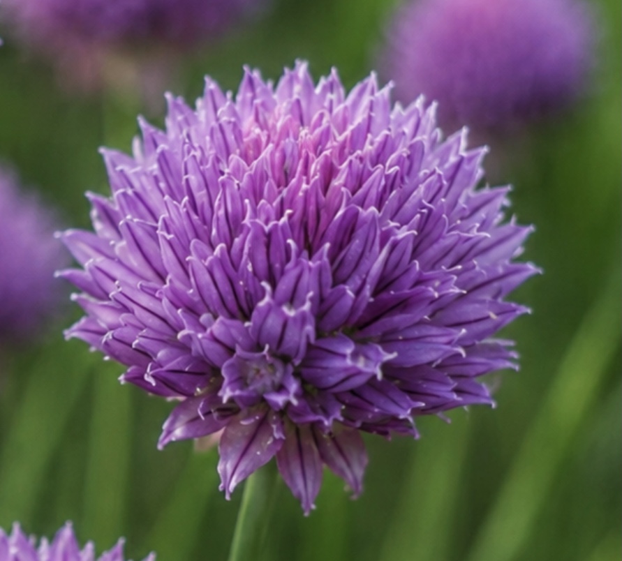Cornflower Mauve Ball Cornflower Mauve Ball - Image 2