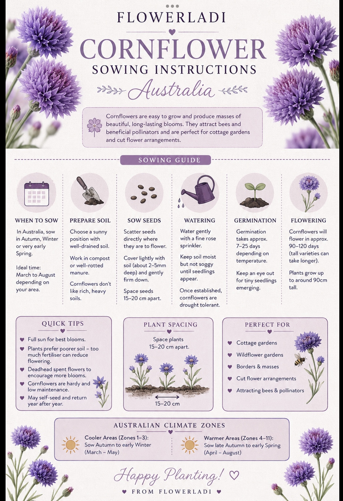 Cornflower Mauve Ball Cornflower Mauve Ball - Image 5