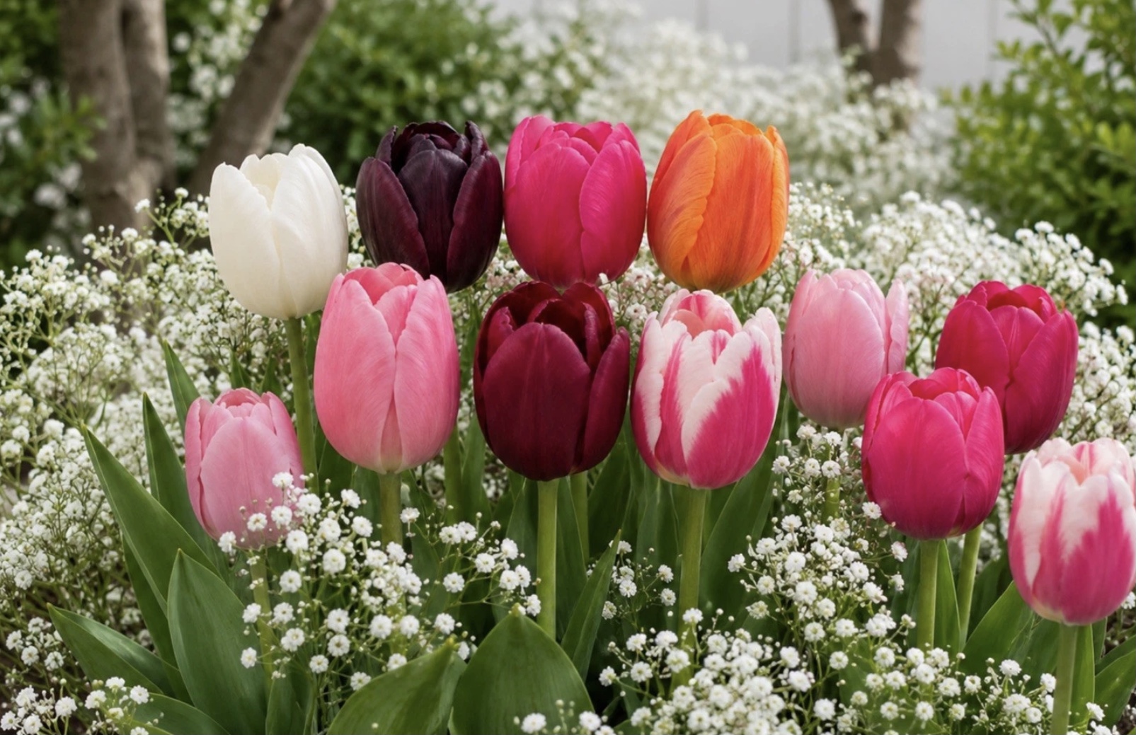7 Mixed Tulip Bulb & Gypsum Gift Pack 7 Mixed Tulip Bulb & Gypsum Gift Pack - Image 5