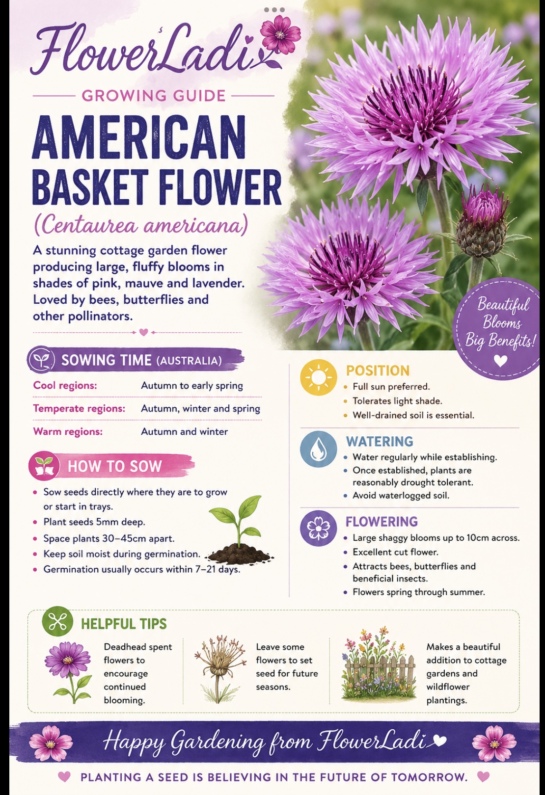 Centaurea Americana Rosy Lilac (free Celosia) Centaurea Americana Rosy Lilac (free Celosia) - Image 3