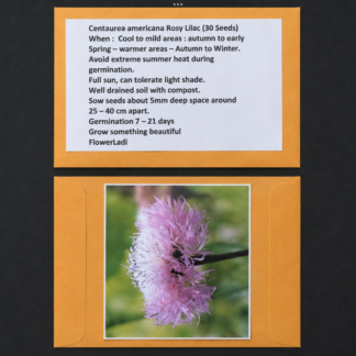 Centaurea Americana Rosy Lilac (free Celosia)
