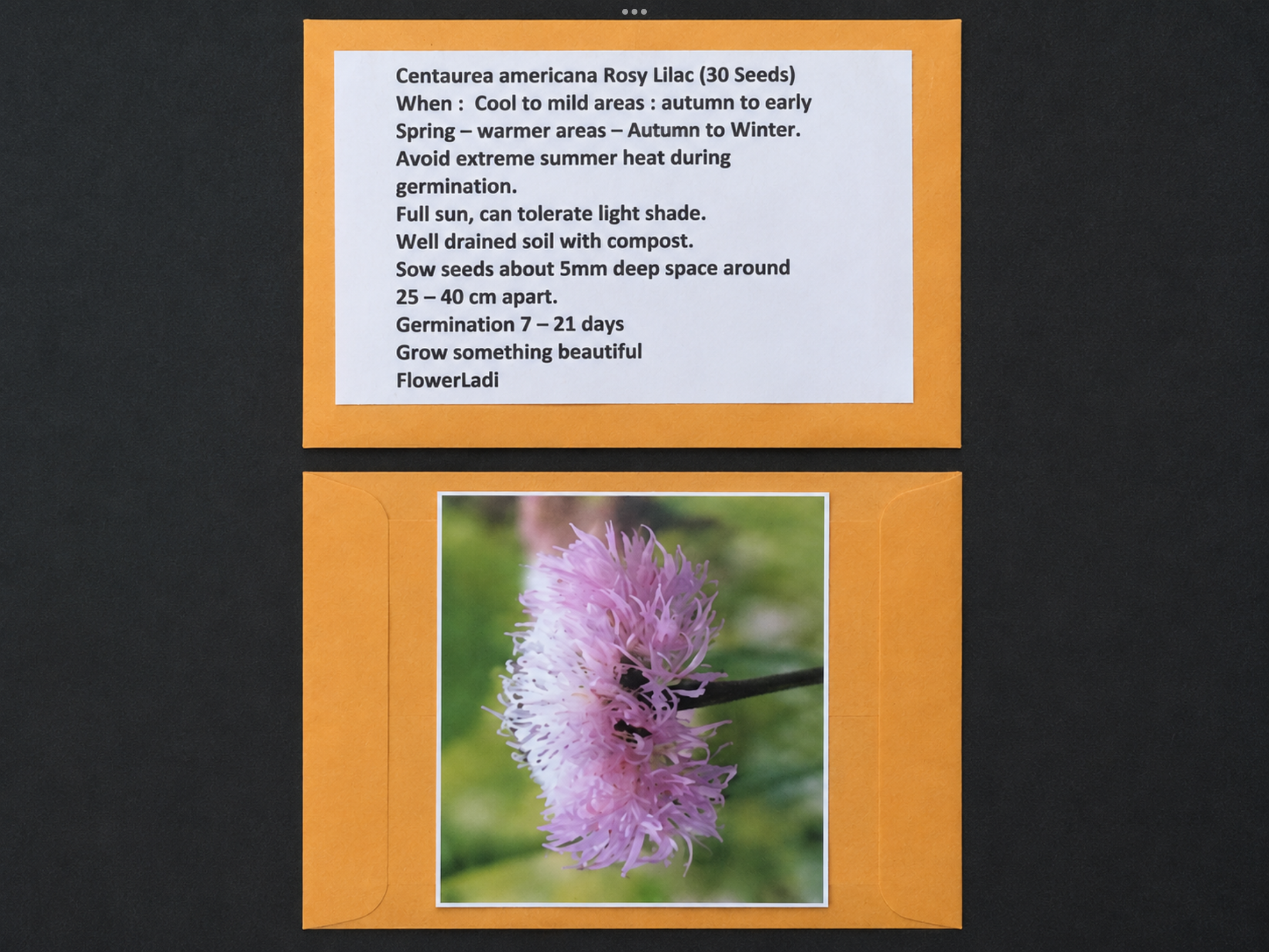 Centaurea Americana Rosy Lilac (free Celosia) Centaurea Americana Rosy Lilac (free Celosia)