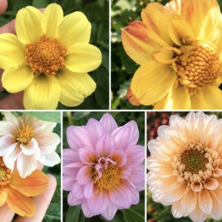 Pastel Shades Coltness Dahlia