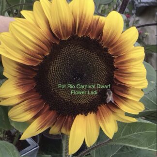 Pot Rio Carnival Sunflower (free Celosia)