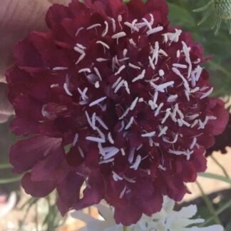 Burgundy Pincushion (free Lemon Sunflowers)