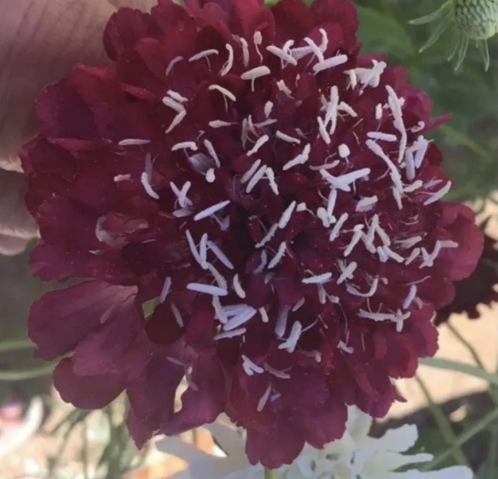 Burgundy Pincushion (free Lemon Sunflowers) Burgundy Pincushion (free Lemon Sunflowers)