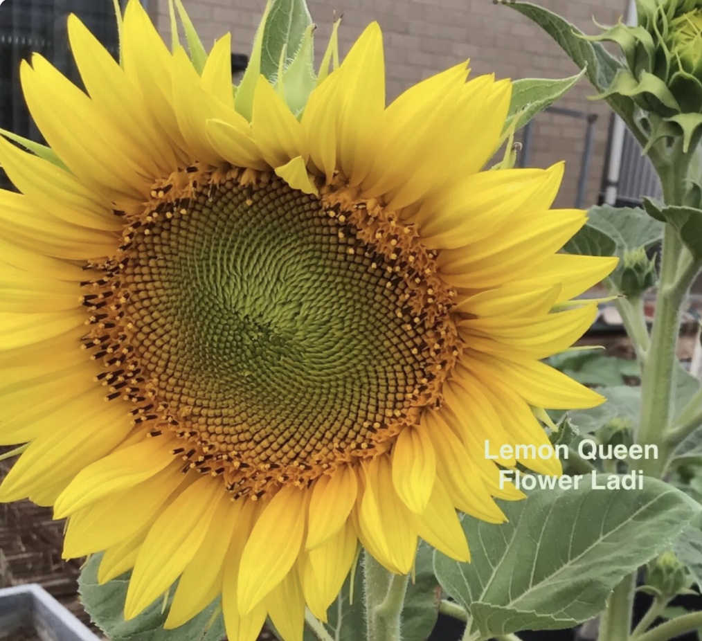 Burgundy Pincushion (free Lemon Sunflowers) Burgundy Pincushion (free Lemon Sunflowers) - Image 5