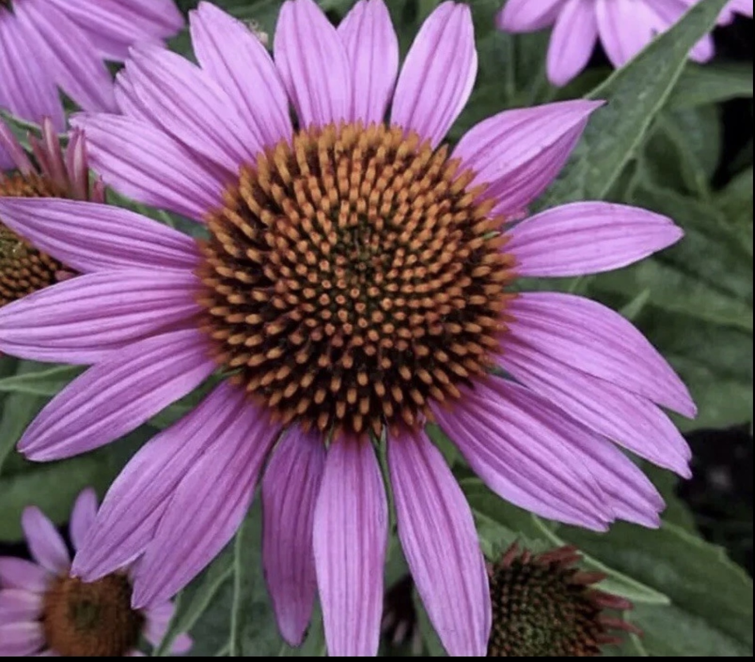 Coneflower Echinacea (free Snapdragons) Coneflower Echinacea (free Snapdragons) - Image 3