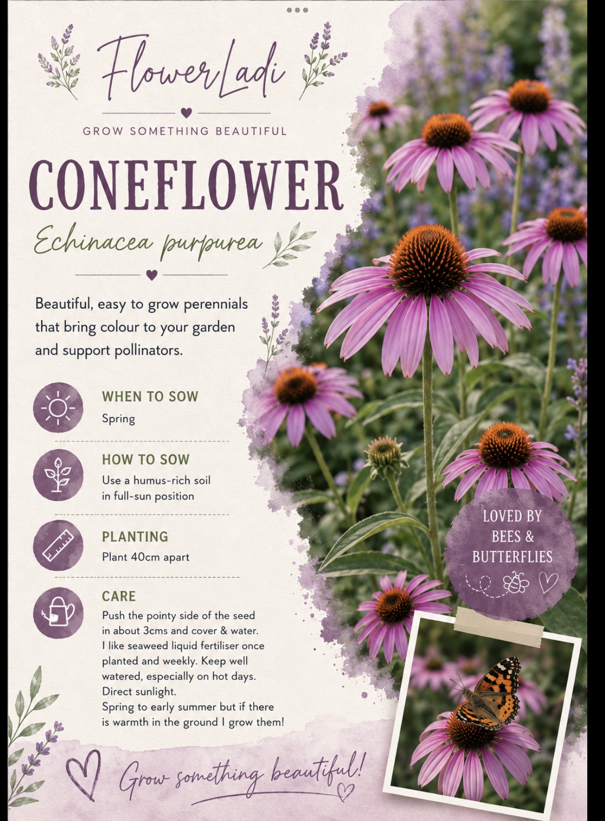 Coneflower Echinacea (free Snapdragons) Coneflower Echinacea (free Snapdragons) - Image 4