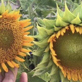 Sunfilled Green Sunflowers (free Astra Rose)