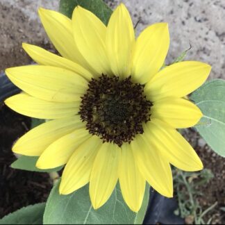 Pacino Lemon Dwarf Sunflower (free Aster Gusford)