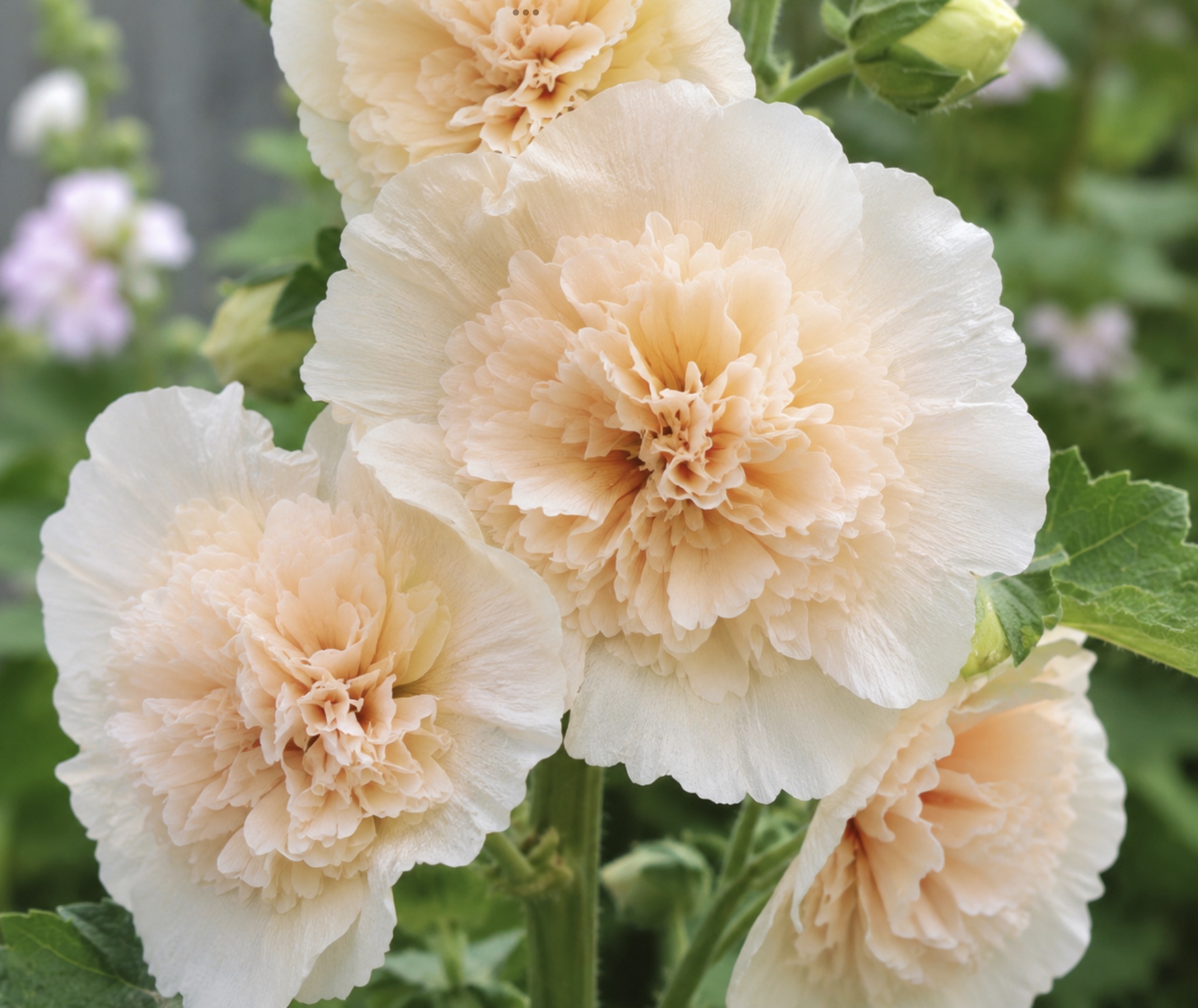 Hollyhock Marjorette Champagne Hollyhock Marjorette Champagne - Image 3