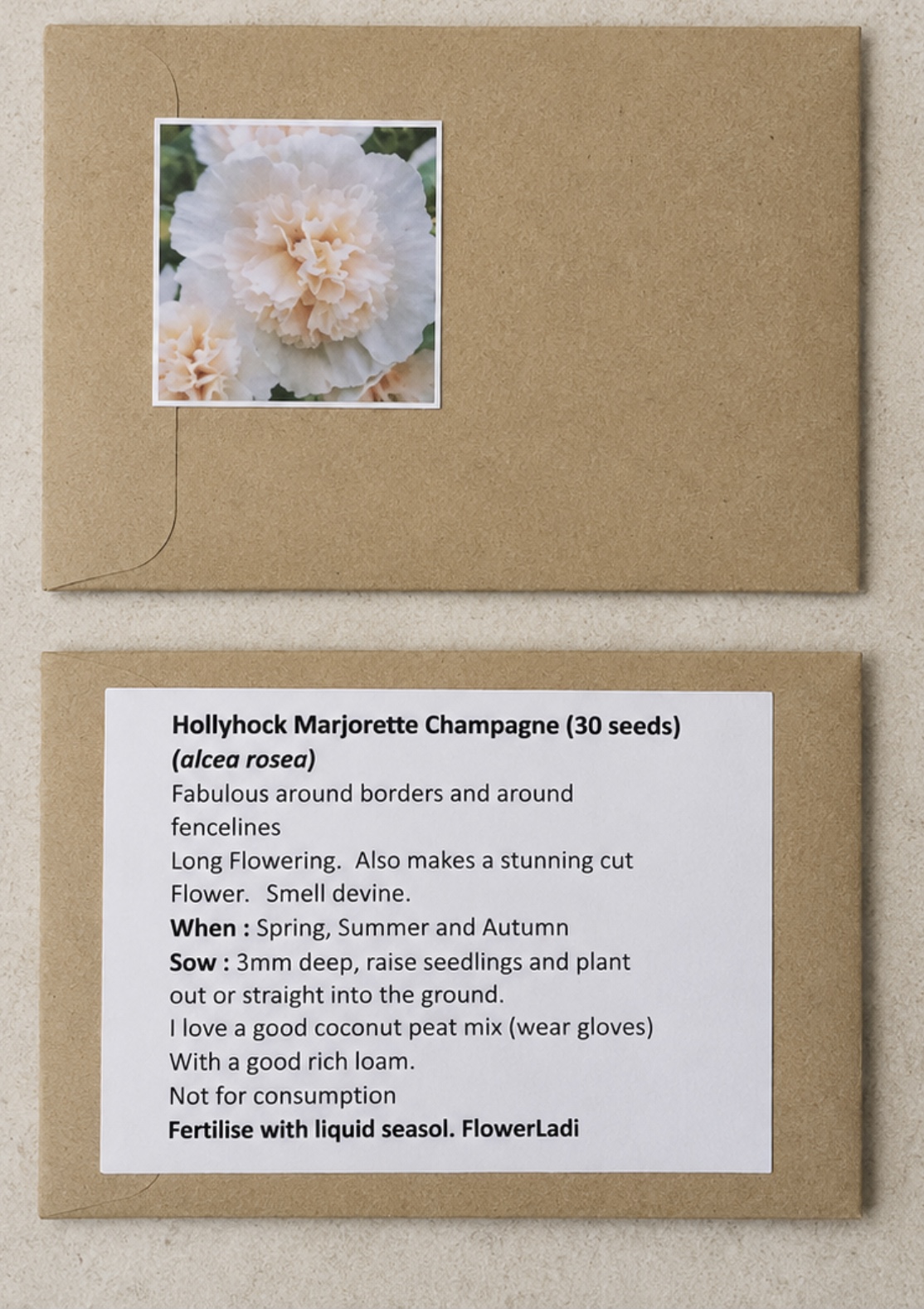 Hollyhock Marjorette Champagne Hollyhock Marjorette Champagne - Image 4