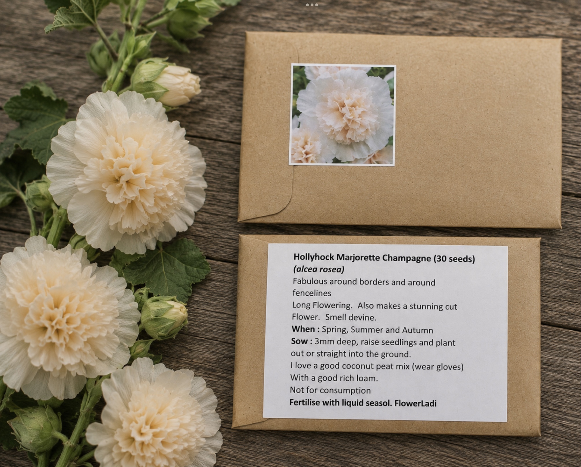 Hollyhock Marjorette Champagne Hollyhock Marjorette Champagne