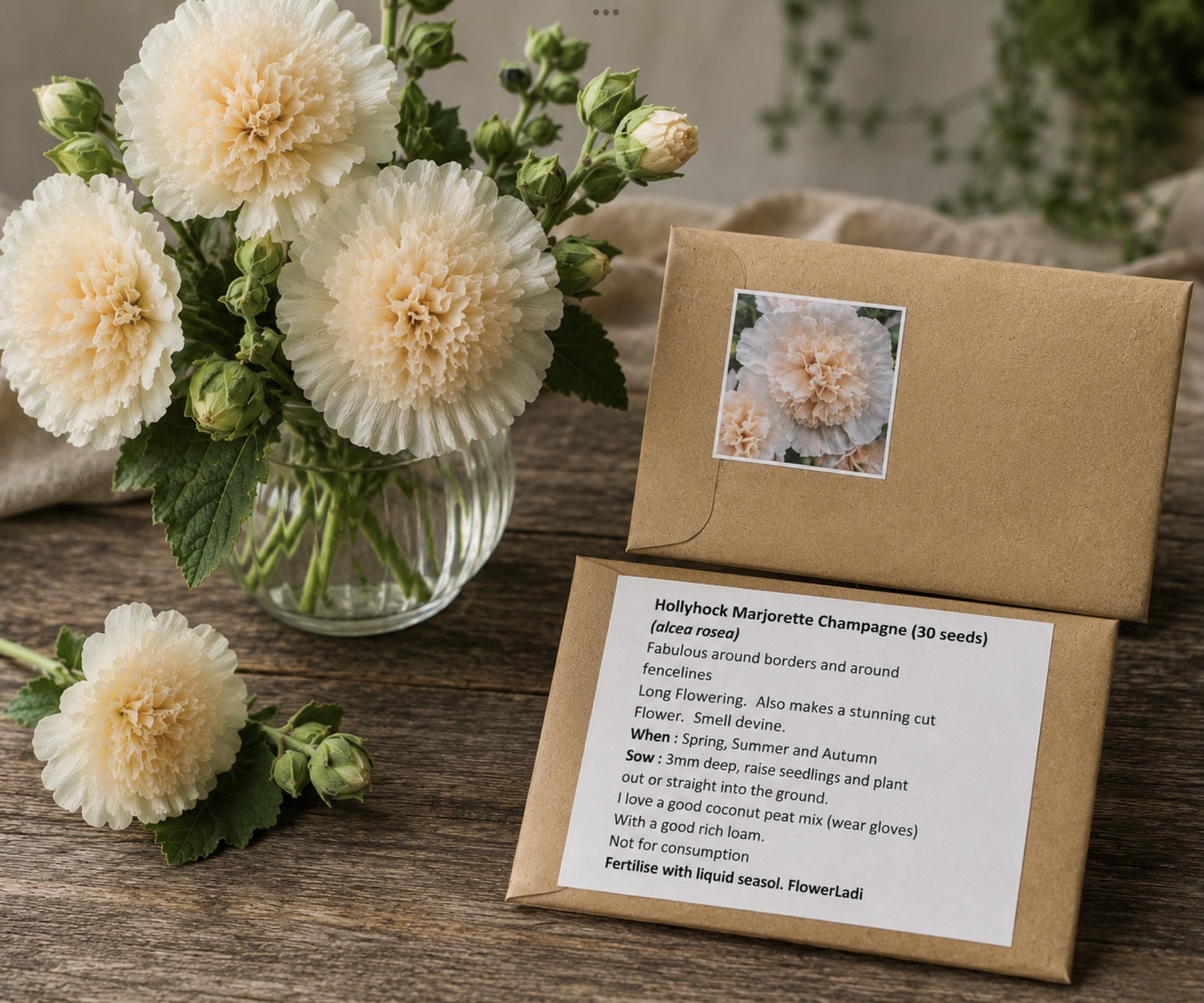 Hollyhock Marjorette Champagne Hollyhock Marjorette Champagne - Image 2