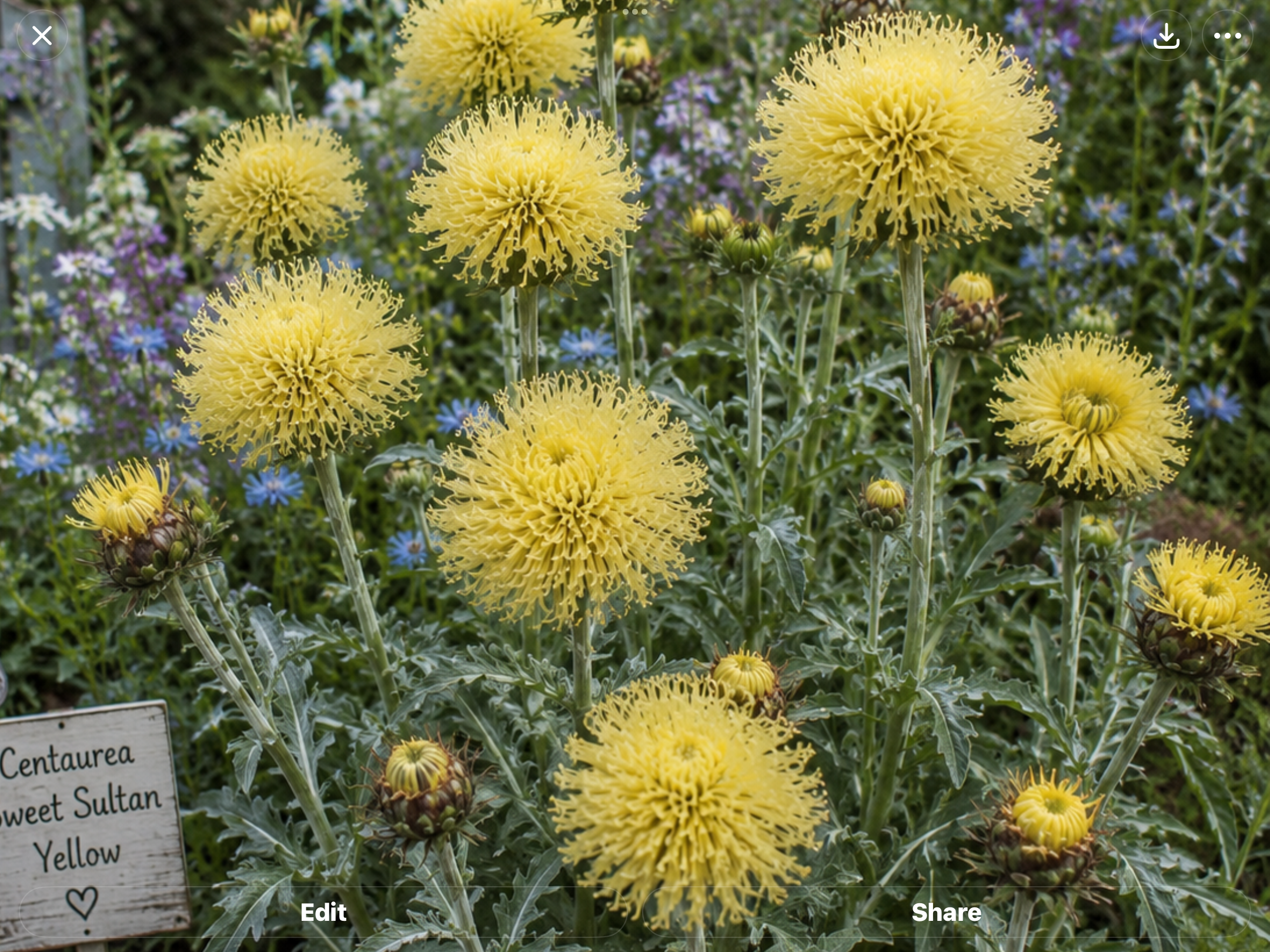 Centaurea Sweetpea Sultan (free Marigold) Centaurea Sweetpea Sultan (free Marigold) - Image 2