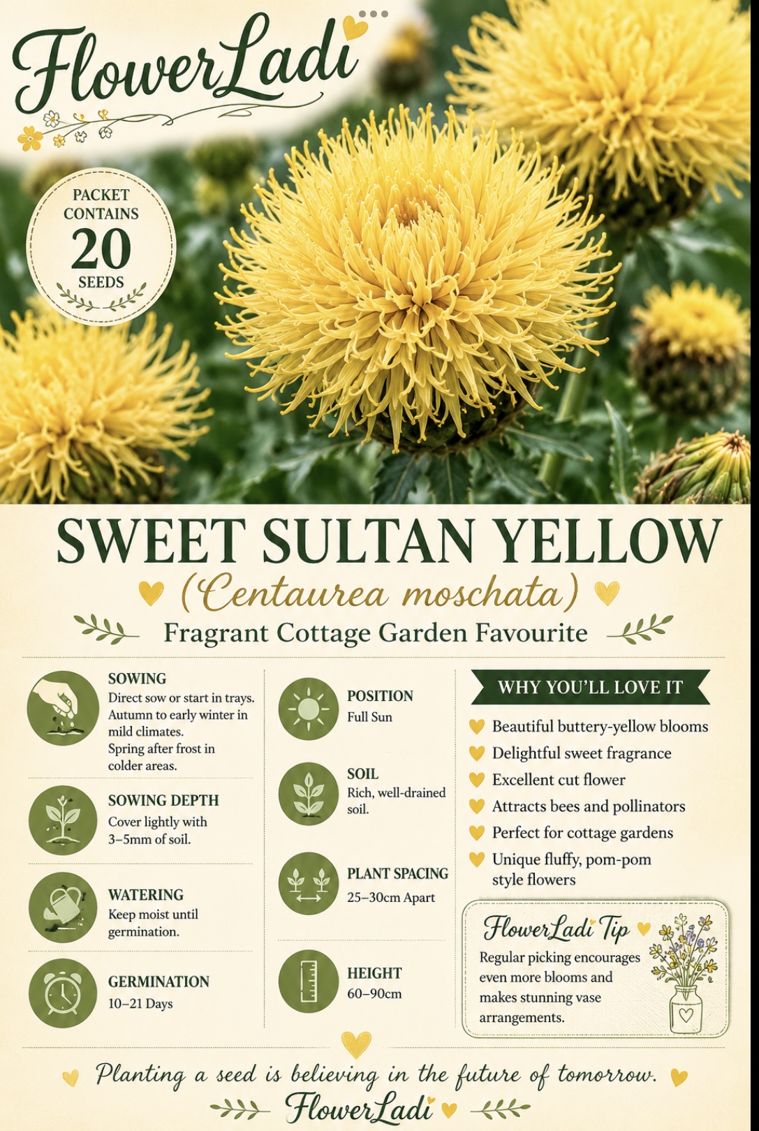 Centaurea Sweetpea Sultan (free Marigold) Centaurea Sweetpea Sultan (free Marigold) - Image 4
