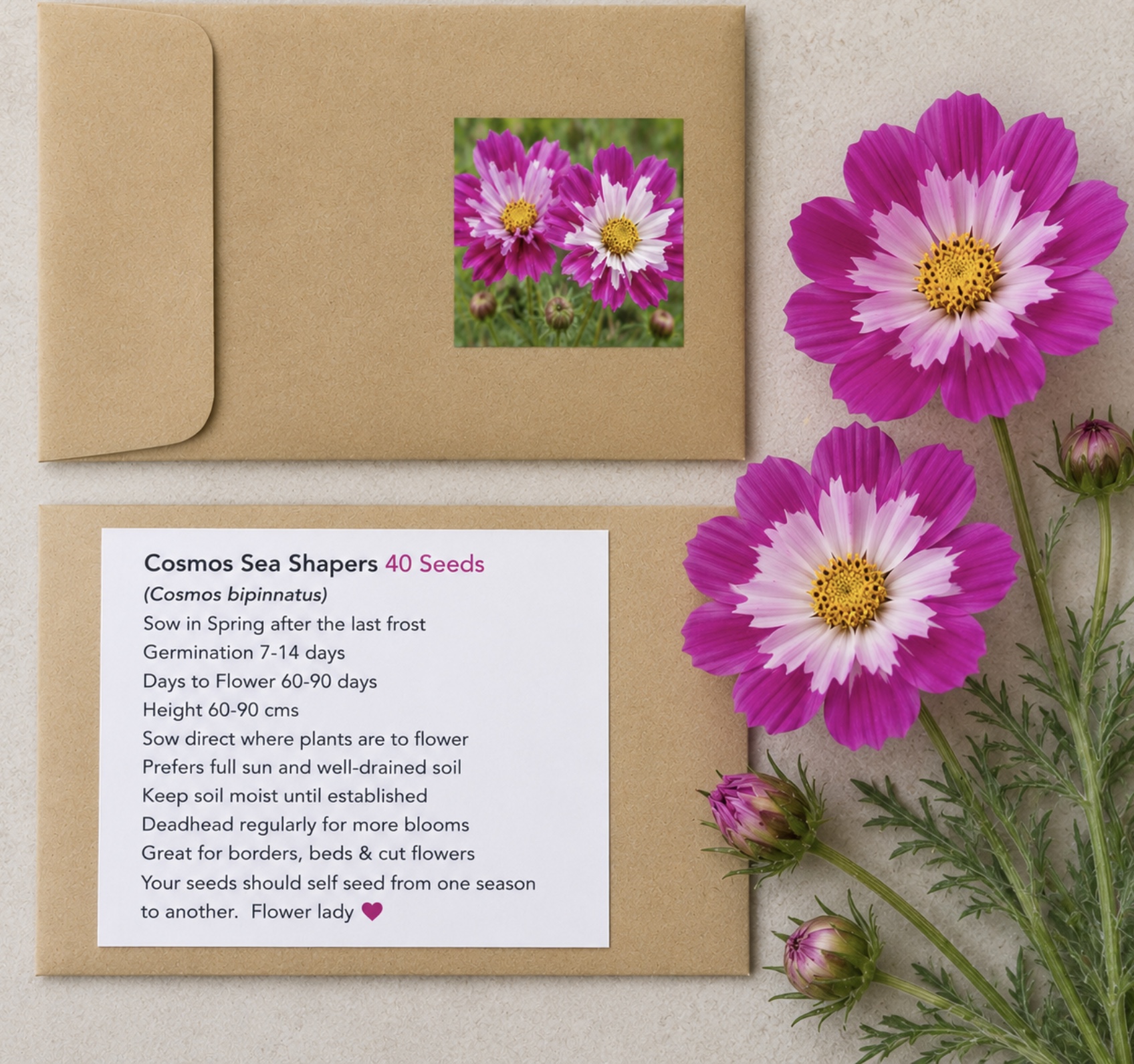 Cosmos Sea Shelks (free White Gypsum) Cosmos Sea Shelks (free White Gypsum)