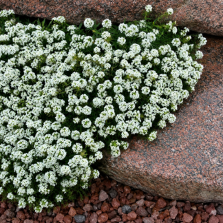 White Alyssium