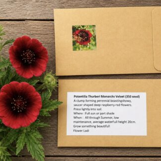 Potentilla Minarch Velvet