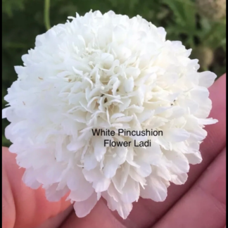 White Pincushion (free Snapdragons)
