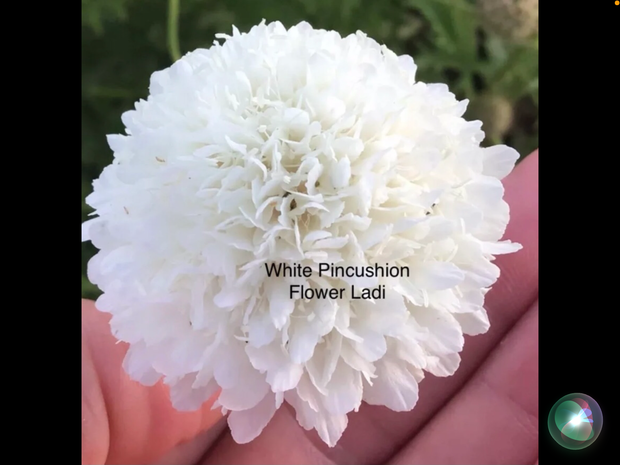 White Pincushion (free Snapdragons) White Pincushion (free Snapdragons)