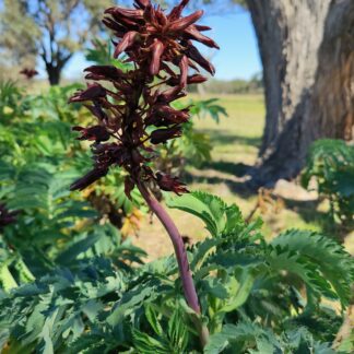 Home Melianthus Major (Honey Bush)