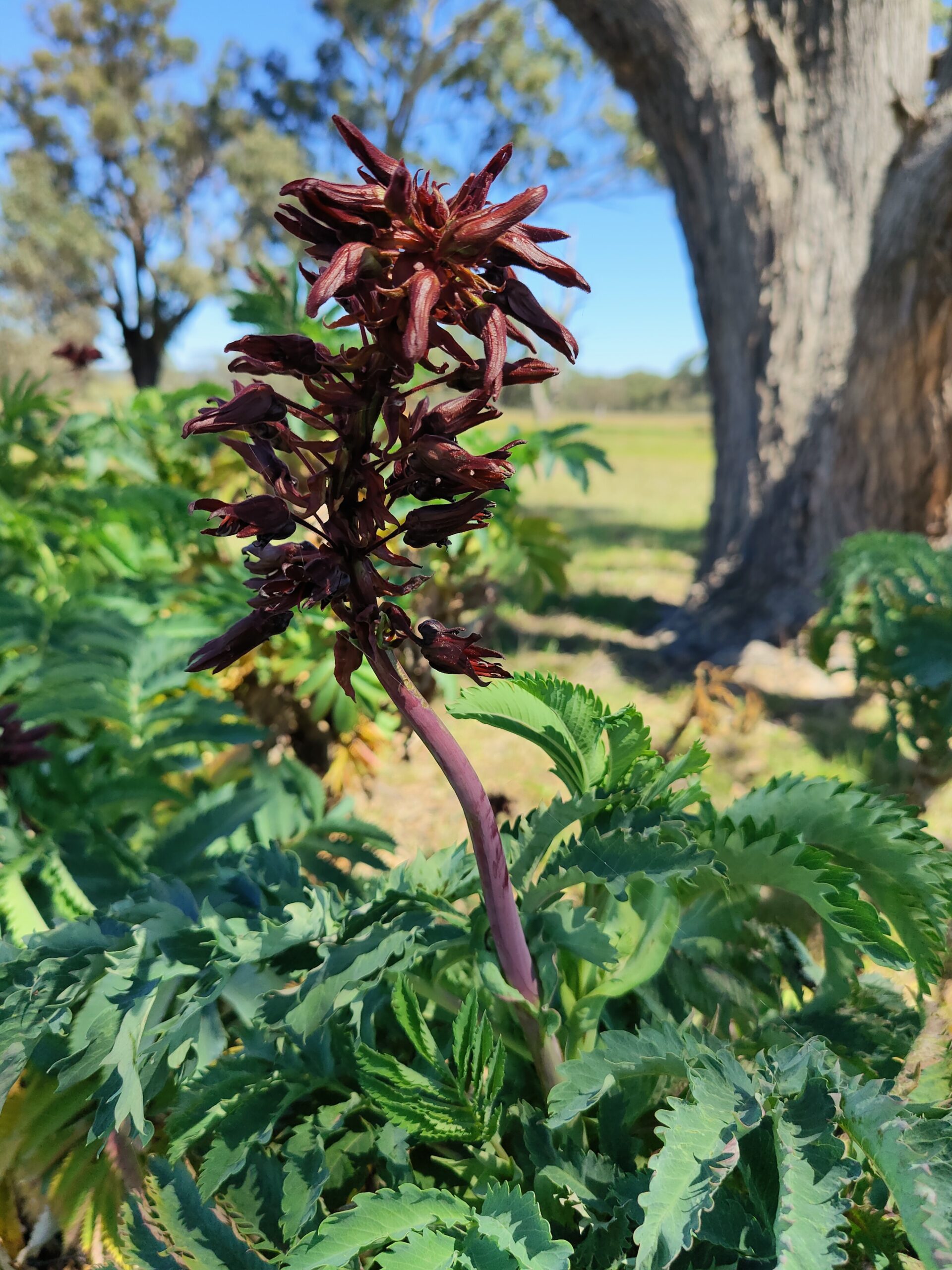 Melianthus Major (Honey Bush) Melianthus Major (Honey Bush)