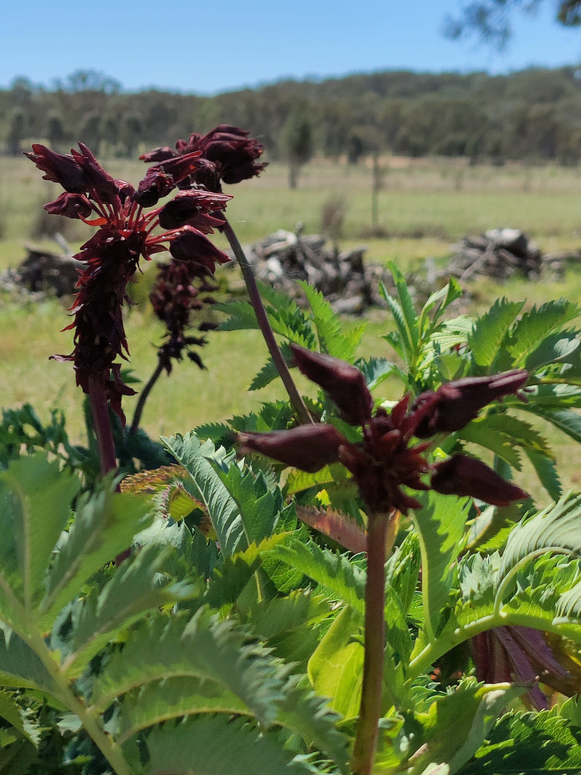 Melianthus Major (Honey Bush) Melianthus Major (Honey Bush) - Image 4