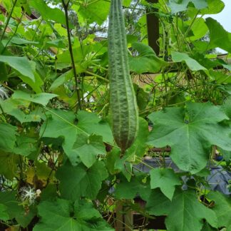 Angled Luffa - Ridged Gourd