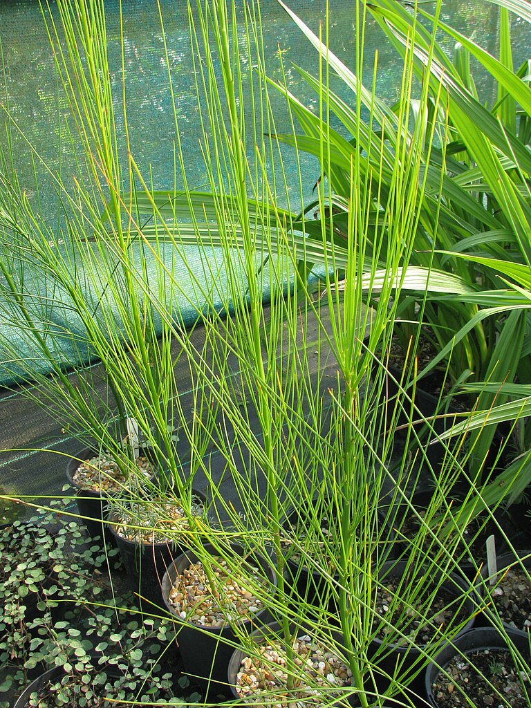 Viminaria Juncea - Native Broom Viminaria Juncea - Native Broom - Image 3