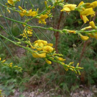 Home Viminaria Juncea - Native Broom