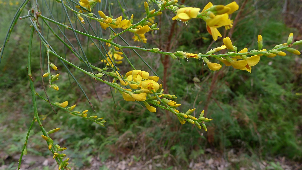 Viminaria Juncea - Native Broom Viminaria Juncea - Native Broom