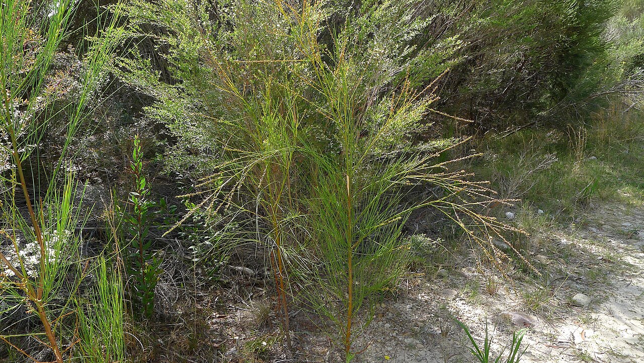 Viminaria Juncea - Native Broom Viminaria Juncea - Native Broom - Image 4