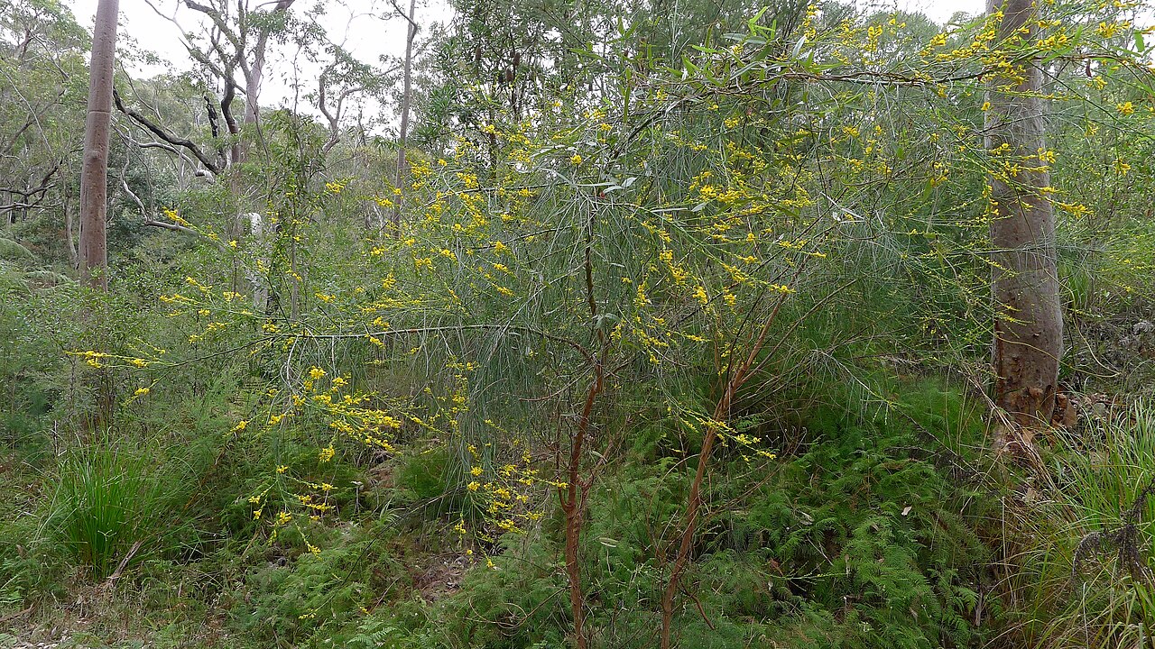 Viminaria Juncea - Native Broom Viminaria Juncea - Native Broom - Image 2
