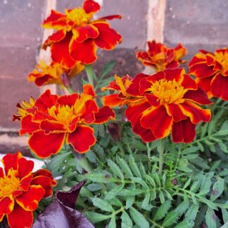 French Marigold - Dwarf Mix